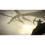 Игра shadow of the colossus (ps4)  за playstation 4